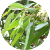 Eucalyptus